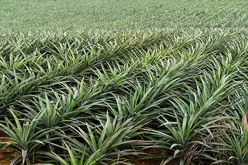 Image showing Pineapple tropical fruit growing in a farm