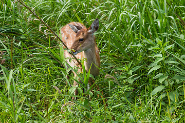 Image showing Deer standing in grass