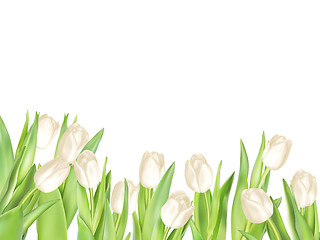 Image showing Bouquet of white tulips. EPS 10