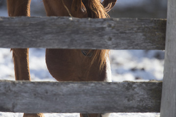 Image showing Horse in Winter