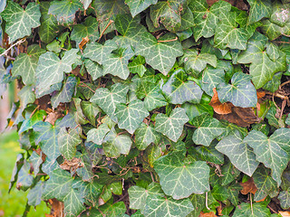 Image showing Ivy leaves