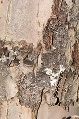 Image showing texture of bark wood use as natural background