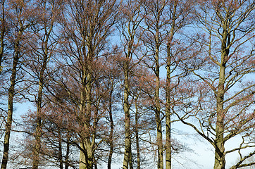 Image showing Bare tree trunks at blue sky
