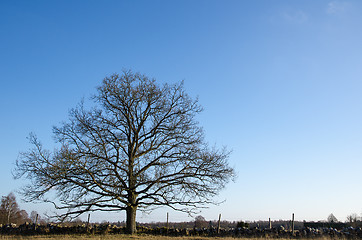 Image showing Alone and wide old oak tree