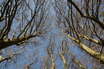 Image showing View up to the alder trees top