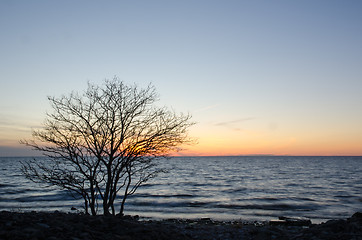 Image showing Silhouette of a bare tree by the coast at sunset