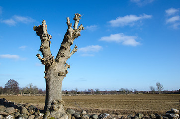 Image showing Lopped tree by a field