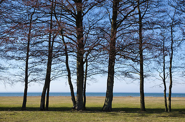 Image showing Trees by the coast