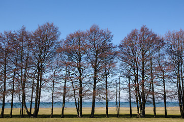 Image showing Trees by the waterfront view