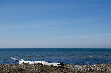 Image showing Old weathered tree trunk by the coast