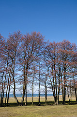 Image showing Trees in a row by the coast