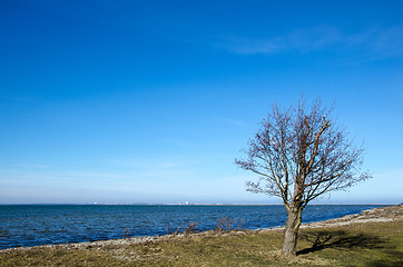 Image showing Lone tree by the coastline