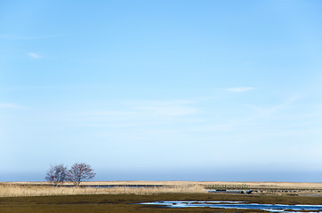 Image showing Trees and reeds in a wetland