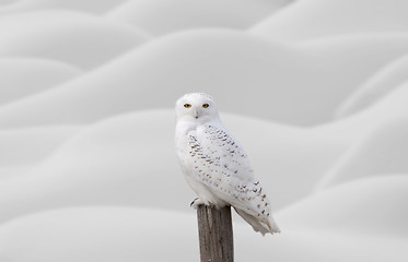 Image showing Snowy Owl on Fence Post