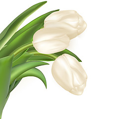 Image showing Bouquet of white tulips. EPS 10