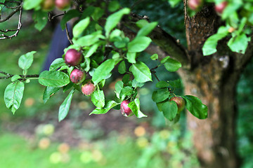 Image showing Apples