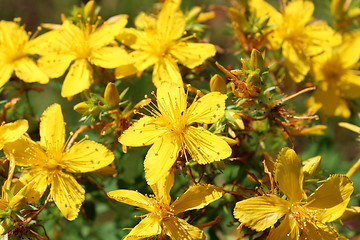 Image showing Yellow beautiful flowers of St.-John's wort