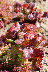 Image showing Brown leaves of useful lettuce