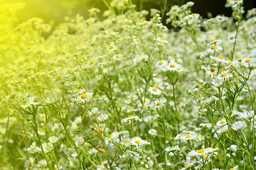 Image showing flower-bed of white beautiful chamomiles