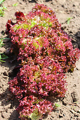 Image showing Brown leaves of useful lettuce