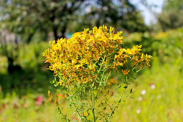 Image showing Yellow beautiful flowers of St.-John's wort