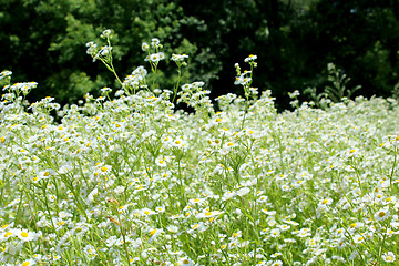 Image showing flower-bed of white beautiful chamomiles