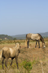 Image showing horses in a field