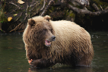 Image showing angry salmon eating