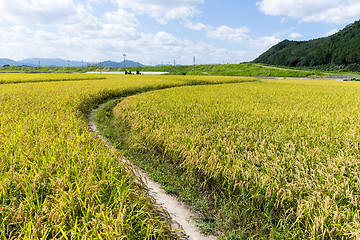 Image showing Paddy Rice meadow