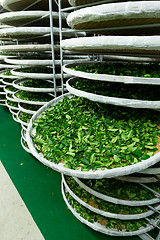 Image showing Tea factory in TaiTung, TaiWan