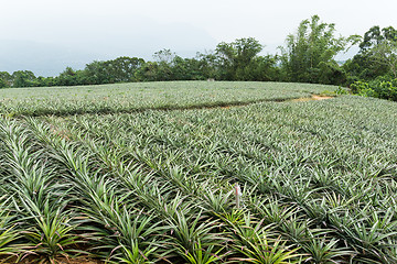 Image showing Pineapple farm