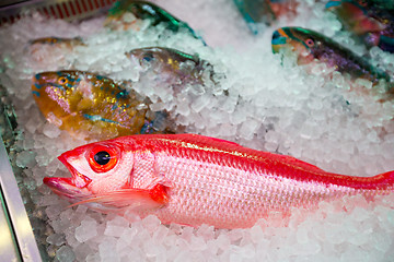 Image showing Fresh fish in wet market