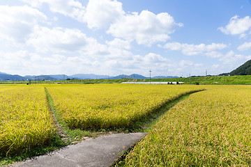 Image showing Rice field and sky