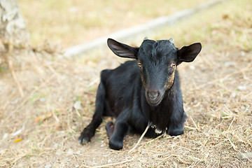 Image showing Black goat in farm