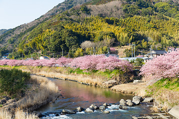 Image showing Sakura in kawazu city