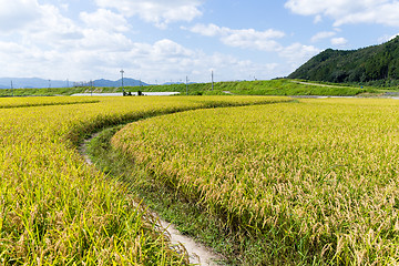 Image showing Paddy rice field