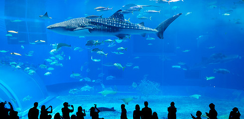 Image showing Aquarium