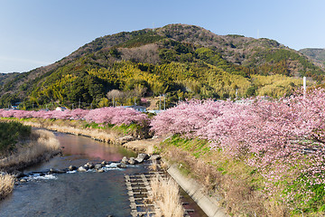 Image showing Sakura in kawazu city