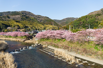 Image showing Kawazu riverside with cherry tree