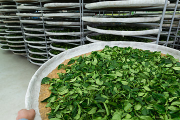 Image showing Fermentation racks of tea