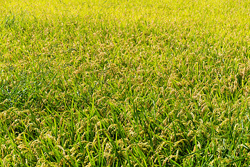 Image showing Rice field