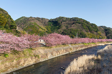 Image showing Sakura tree and river in kawazu