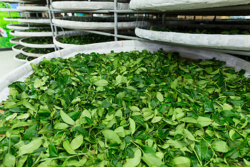 Image showing Tea factory in TaiTung, TaiWan