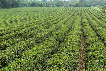 Image showing Green tea farm