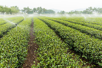 Image showing Tea farm