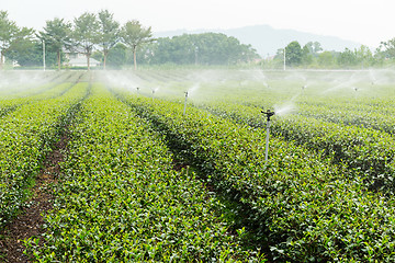 Image showing Tea Plantations