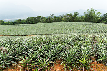 Image showing Pineapple fruit field in TaiTung, TaiWan