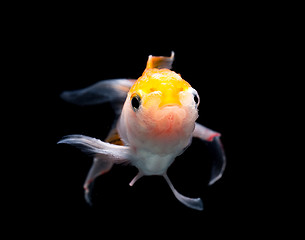 Image showing Gold fish on black