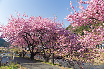 Image showing Beautiful sakura