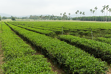 Image showing Green tea plantation in TaiWan